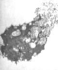 Image of a virus